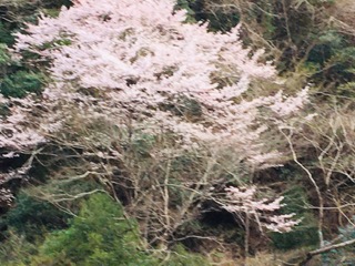 img_200331084559.jpeg