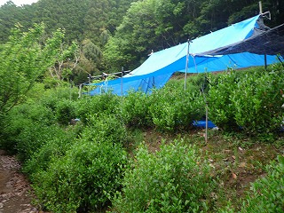 img_200531103728.jpg