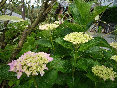 img_200531134751.jpg