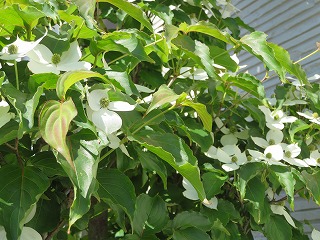 img_200531145738.jpg