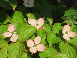 img_200531145846.jpg