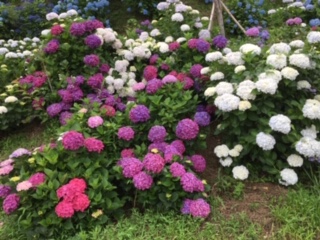 img_200630194756.jpeg