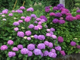 img_200630194925.jpeg