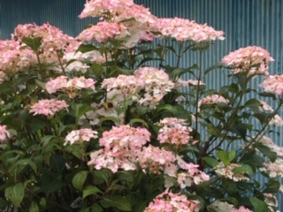 img_200630203137.jpeg