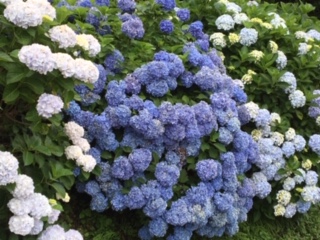 img_200630203236.jpeg