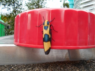 img_200930100732.jpg