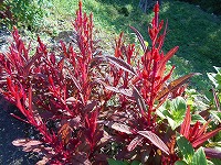 img_201031124536.jpg