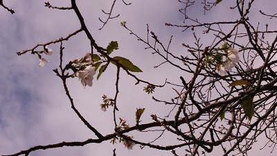 桜②