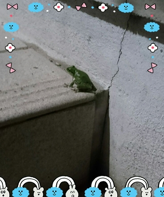 カエル