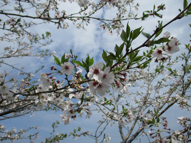 桜