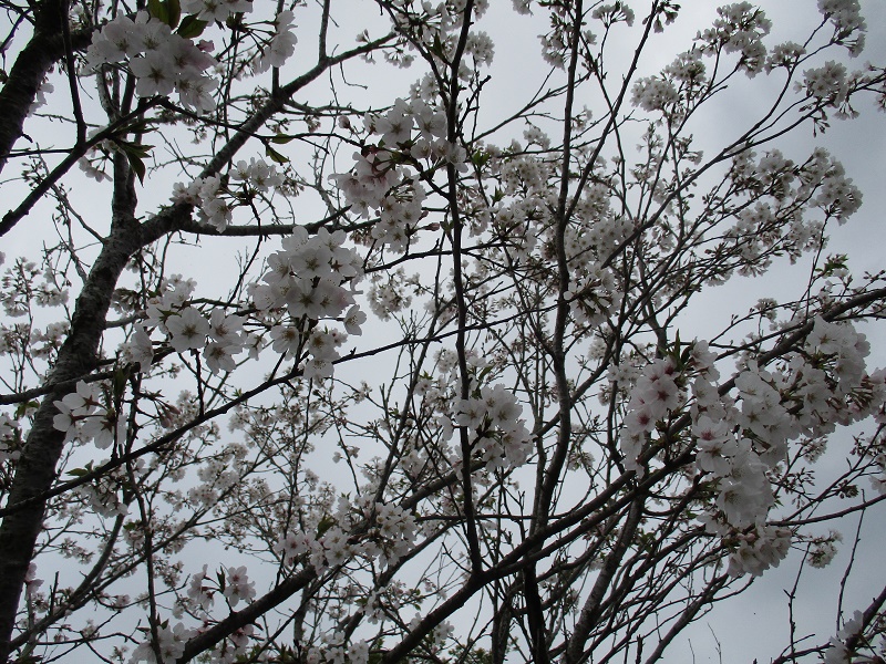 満開3