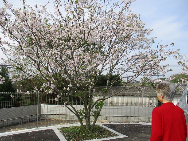 お花見