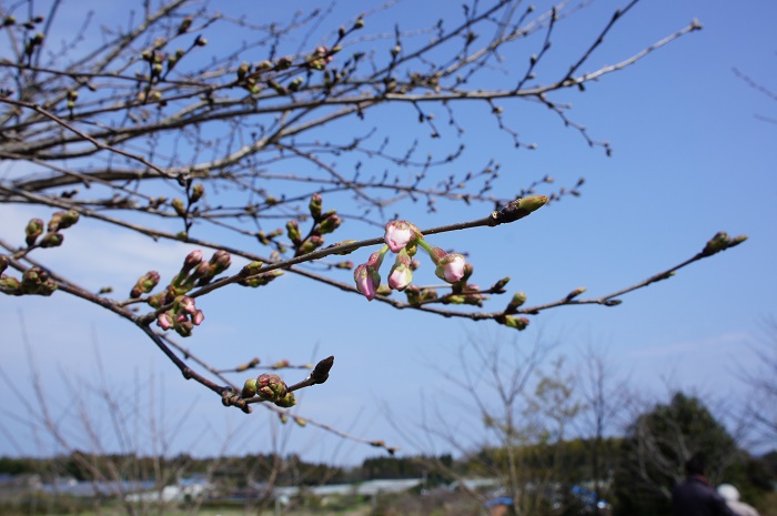 桜
