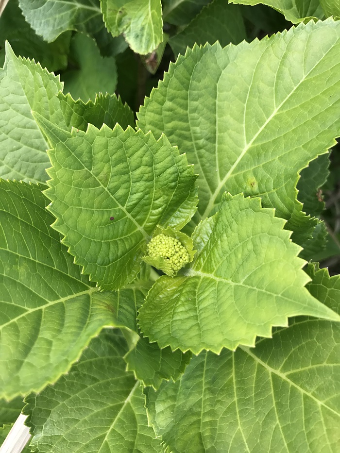4月あじさい