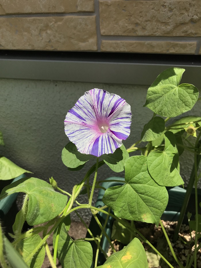 朝顔 開花