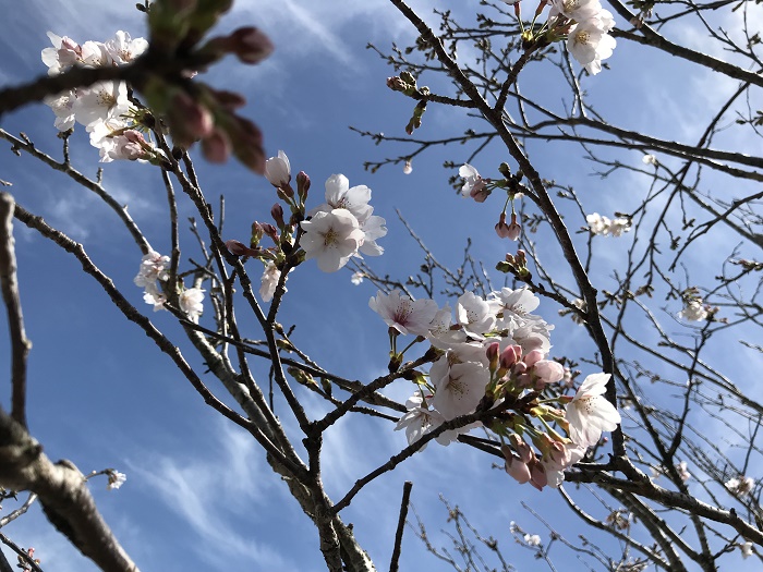 2018.3桜②