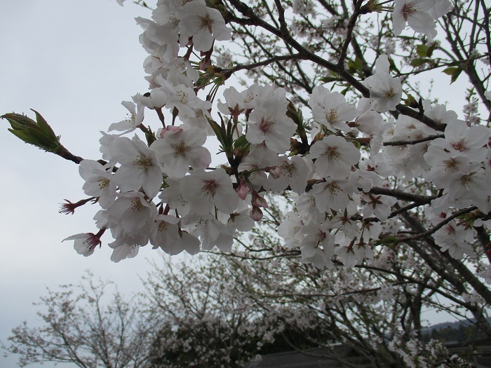 img_190430155631.JPG