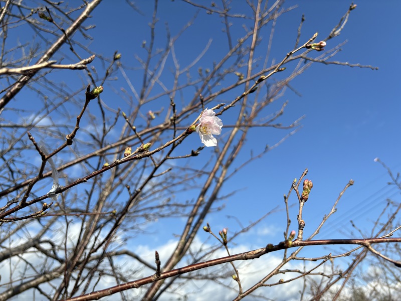2024.03桜