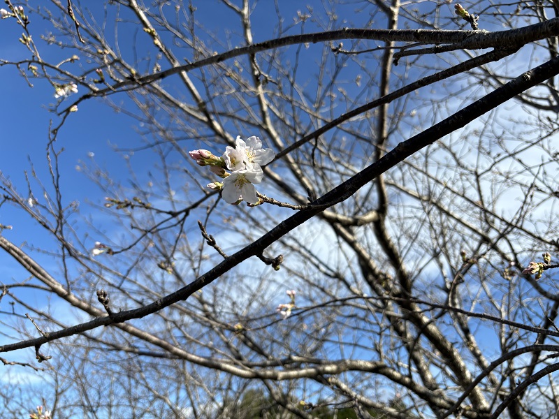 2024.03桜